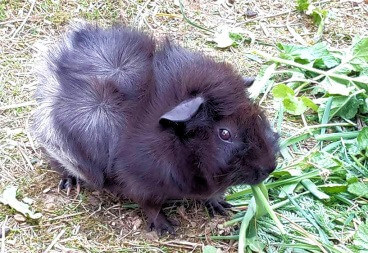 Rosettenmeerschweinchen in Sable-Magpie-Schwarz